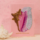 Pink Seashell