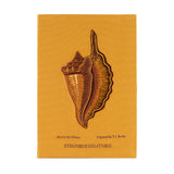 Solitary Conch (Giant)