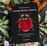 Extraordinary Insects Ladybug